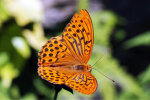 Kaisermantel (<i>Argynnis paphia</i>); Foto: K.D. Kaufmann