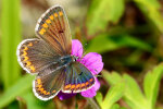 Kleiner Sonnenröschen-Bläuling (<i>Aricia agestis</i>); Foto: K.D. Kaufmann