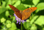 <i>Argynnis paphia</i> (L.) (Nymphalidae - Edelfalter) - Kaisermantel; Verbreitung: Europa, Asien, Nordafrika - Foto: Klaus Dieter Kaufmann