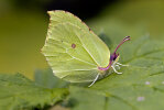 Zitronenfalter (<i>Gonepteryx rhamni</i>); Foto: K.D. Kaufmann