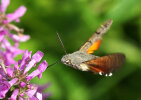  Taubenschwänzchen (<i>Macroglossum stellatarum</i>); Foto: K.D. Kaufmann
