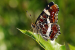 Landkärtchen (<i>Araschnia levana</i>); Foto: K.D. Kaufmann