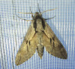 <i>Sphinx pinastri</i> (Sphingidae - Schwärmer) - Kiefernschwärmer; Foto: A. Jagel