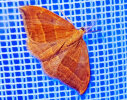<i>Watsonalla cultraria</i> (Drepanidae - Eulenspinner und Sichelflügler) - Buchen-Sichelflügler; Foto: A. Jagel