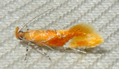 <i>Epicallima formosella</i> (Oecophoridae - Faulholzmotten) - Apfelbaum-Faulholzmotte; Foto: A. Jagel