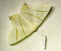 <i>Ourapteryx sambucaria</i> (Geometridae - Spanner) - Holunderspanner; Foto: A. Jagel