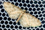 <i>Eupithecia inturbata</i> (Geometridae - Spanner) - Feldahorn-Blütenspanner; Foto: A. Jagel