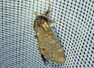 <i>Notodonta dromedarius</i> (Notodontidae - Zahnspinner) - Dromedar-Zahnspinner; Foto: A. Jagel