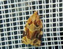 <i>Archips xylosteana</i> (Tortricidae - Wickler) - Aprikosenwickler; Foto: A. Jagel
