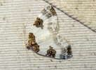 <i>Plemyria rubiginata</i> (Geometridae - Spanner) - Milchweißer Bindenspanner; Foto: A. Jagel