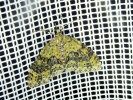 <i>Acasis viretata</i> (Geometridae - Spanner) - Gelbgrüner Lappenspanner; Foto: A. Jagel