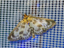 <i>Anania hortulata</i> (Pyraloidea - Zünslerfalter) - Brennnesselzünsler; Foto: A. Jagel