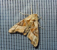 Phlogophora meticulosa (Noctuidae - Eulenfalter) - Achateule; Foto: A. Jagel