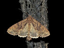 <i>Apamea monoglypha</i> (Noctuidae - Eulenfalter) - Große Grasbüscheleule; Foto: A. Jagel