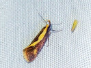 <i>Harpella forficella</i> (Oecophoridae - Faulholzmotten) - Braungelbe Faulholzmotte; Foto: A. Jagel