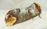 <i>Phalera bucephala</i> (Notodontidae - Zahnspinner) - Mondvogel oder Mondfleck; Foto: A. Jagel