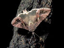 <i>Autographa gamma</i> (Noctuidae - Eulenfalter) - Gammaeule; Foto: A. Jagel