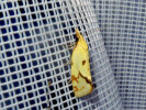 <i>Agapeta hamana</i> (Tortricidae - Wickler) - Distelwickler; Foto: A. Jagel