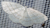 <i>Cabera pusaria</i> (Geometridae - Spanner) - Weißstirn-Weißspanner; Foto: A. Jagel