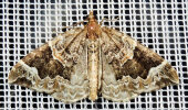 <i>Eulithis prunata</i> (Geometridae - Spanner) - Dunkelbrauner Haarbüschelspanner; Foto: A, Jagel