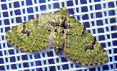 <i>Chloroclystis v-ata</i> (Geometridae - Spanner) - Grüner Blütenspanner; Foto: A. Jagel