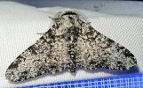 <i>Biston betularia</i> (Geometridae - Spanner) - Birkenspanner; Foto: A. Jagel