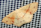 <i>Cyclophora punctaria</i> (Geometridae - Spanner) - Gepunkteter Eichen-Gürtelpuppenspanner; Foto: A. Jagel