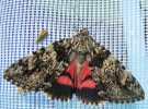 <i>Catocala promissa</i> (Noctuidae - Eulenfalter) - Kleines Eichenkarmin; Foto: A. Jagel
