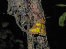 <i>Diachrysea chrysitis</i> (Noctuidae - Eulenfalter) - Messingeule; Foto: A. Jagel