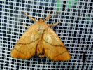 <i>Apoda limacodes</i> (Limacodidae - Schneckenspinner) - Großer Schneckenspinner; Foto: A. Jagel