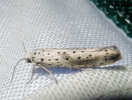 <i>Yponomeuta irrorella</i> (Yponomeutidae - Gespinst- und Knospenmotten) - Fleckige Pfaffenhütchen-Gespinstmotte; Foto: A. Jagel