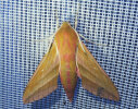 <i>Deilephila elpenor</i> (Sphingidae - Schwärmer) - Mittlerer Weinschwärmer; Foto: A. Jagel