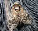 <i>Cossus cossus</i> (Cossidae - Holzbohrer) - Weidenbohrer; Foto: A. Jagel