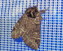 <i>Drymonia obliterata</i> (Notodontidae - Zahnspinner) - Schwarzeck-Zahnspinner; Foto: A. Jagel