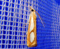 <i>Catoptria pinella</i> (Crambidae - Rüsselzünsler) - Trockenwald-Mooszünsler; Foto: A. Jagel