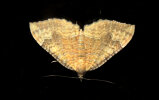 <i>Camptogramma bilineata</i> (Geometridae - Spanner) - Ockergelber Blattspanner; Foto: A. Jagel