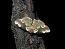 <i>Thyatira batis</i> (Drepanidae - Eulenspinner und Sichelflügler) - Roseneule; Foto: A. Jagel