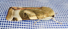 <i>Noctua fimbriata</i> (Noctuidae - Eulenfalter) - Bunte Bandeule; Foto: A. Jagel