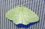 <i>Hemistola chrysoprasaria</i> (Geometridae - Spanner) - Waldreben-Grünspanner; Foto: A. Jagel