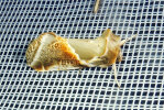 <i>Habrosyne pyritoides</i> (Drepanidae - Eulenspinner und Sichelflügler) - Achat-Eulenspinner; Foto: A. Jagel