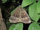 <i>Mormo maura</i> (Noctuidae - Eulenfalter) - Schwarzes Ordensband; Foto: A. Jagel
