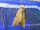 <i>Apamea lithoxylaea</i> (Noctuidae - Eulenfalter) - Weißlichgelbe Grasbüscheleule; Foto: A. Jagel