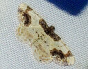 <i>Ligdia adustata</i> (Geometridae - Spanner) - Pfaffenhütchen-Harlekin; Foto: A. Jagel