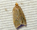<i>Ptycholoma lecheana</i> (Tortricidae - Wickler) - Schein-Prachtwickler; Foto: A. Jagel