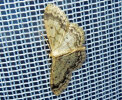 <i>Idaea biselata</> (Geometridae - Spanner) - Breitgesäumter Zwergspanner: Foto: A. Jagel