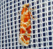 <i>Rhyacionia pinicolana</i> (Tortricidae - Wickler) - Kieferntriebwickler; Foto: A. Jagel