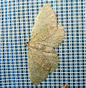 <i>Philereme vetulata</i> (Geometridae - Spanner) - Kleiner Kreuzdornspanner; Foto: A. Jagel