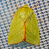 <i>Pseudoips prasinana</i> (Noctuidae - Eulenfalter) - Buchen-Kahneule; Foto: A. Jagel