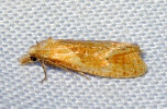 <i>Phtheochroa inopiana</i> (Tortricidae - Wickler) - Feldbeifuß-Wickler; Foto: A. Jagel