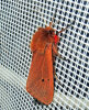 <i>Phragmatobia fuliginosa</i> (Erebidaer) - Zimtbär; Foto: A. Jagel